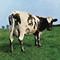 Atom Heart Mother