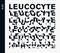 Leucocyte