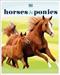 Horses & ponies