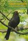 Fågelguiden : lär dig känna igen 150 fåglar