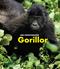 Gorillor : en spännande upptäcktsresa i Kongo
