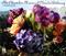 Complete Chamber Music